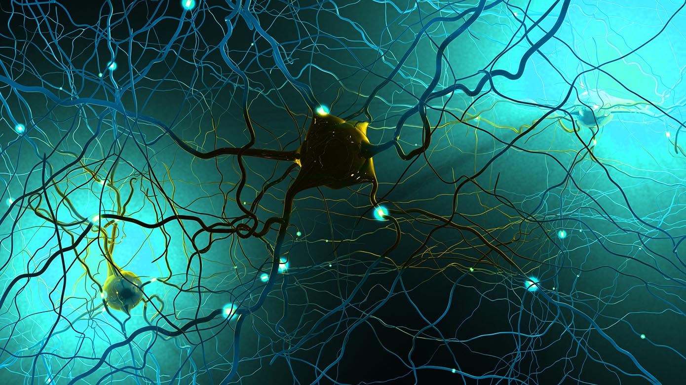 nerve cells