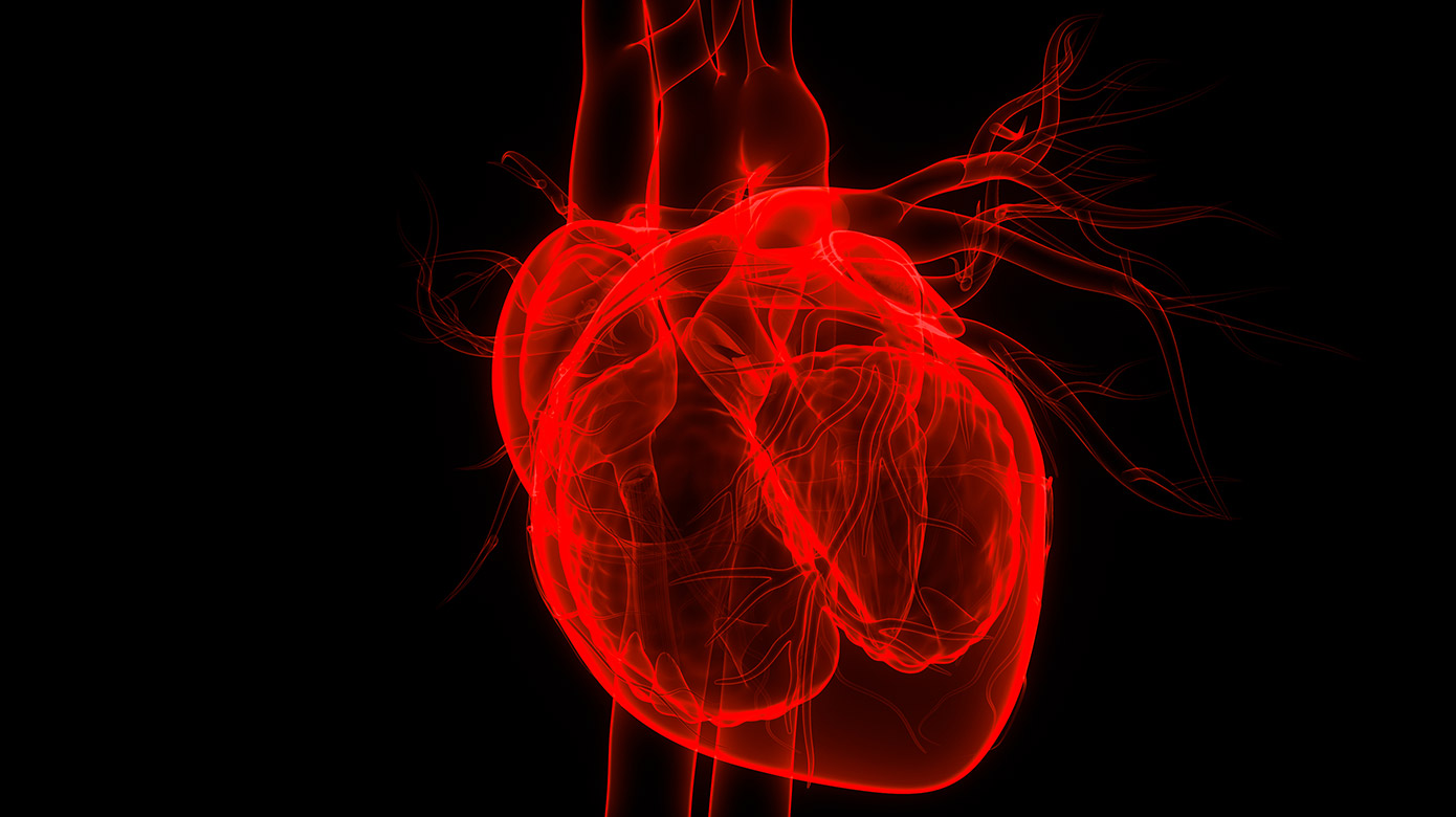 illustration of a human heart